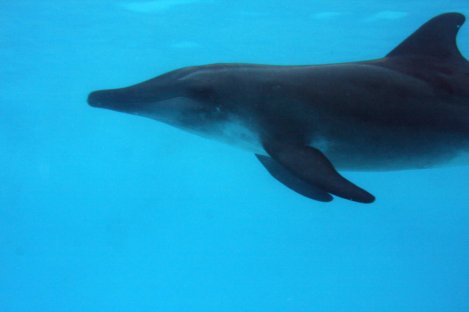 Gulf World Marine Park of Panama City Beach, Florida 2011