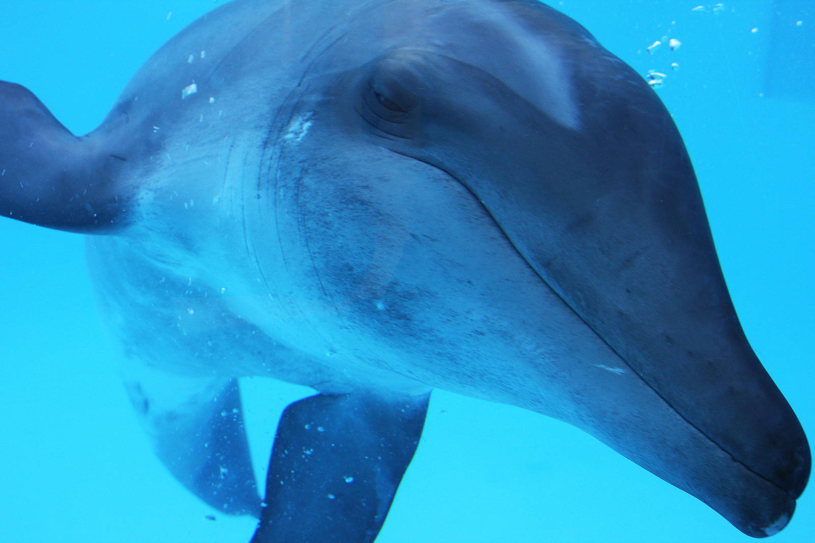 Gulf World Marine Park of Panama City Beach, Florida 2011