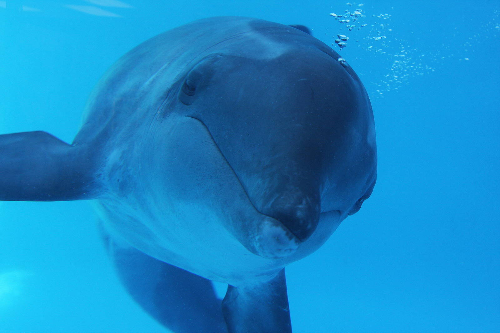 Gulf World Marine Park of Panama City Beach, Florida 2011