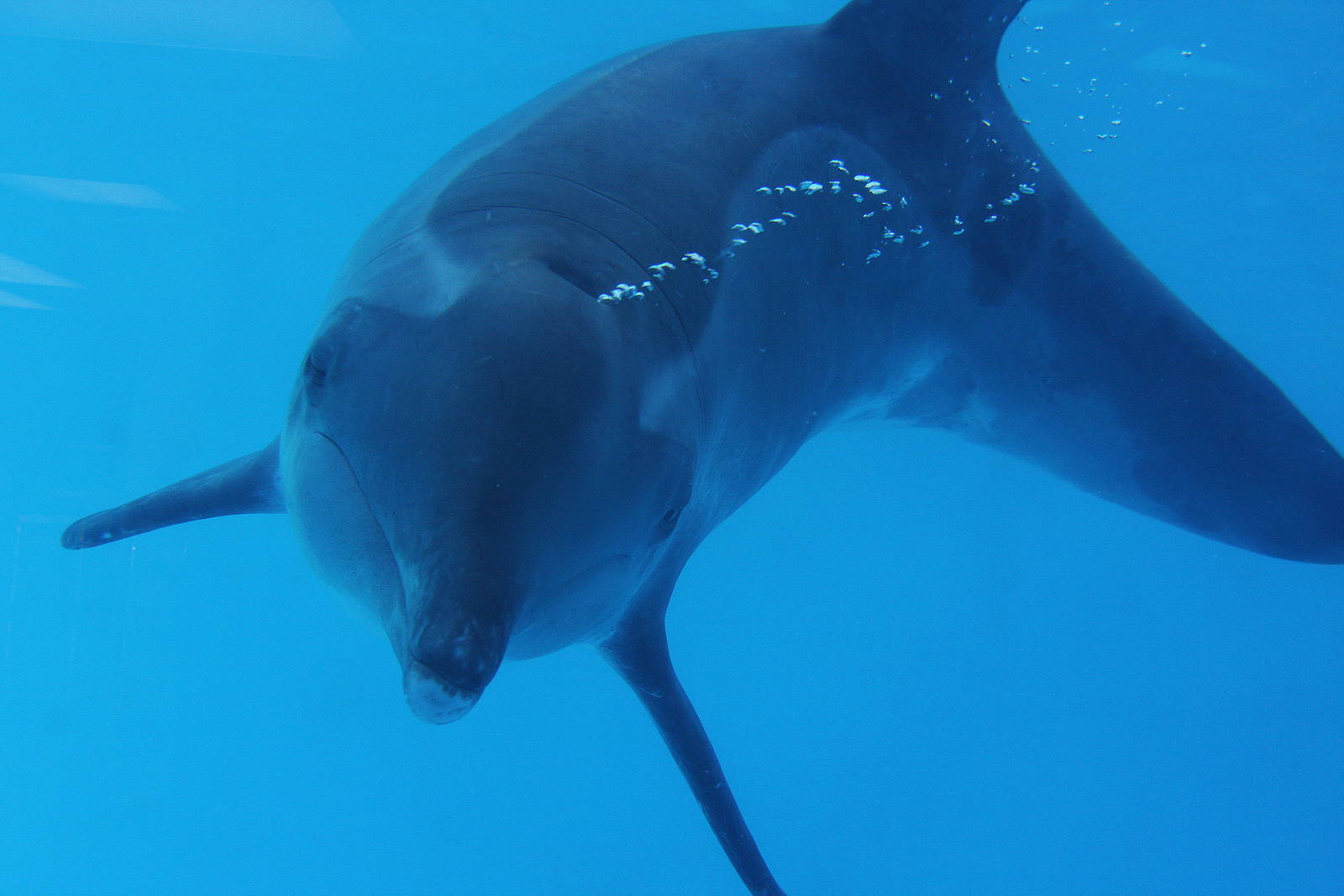 Gulf World Marine Park of Panama City Beach, Florida 2011