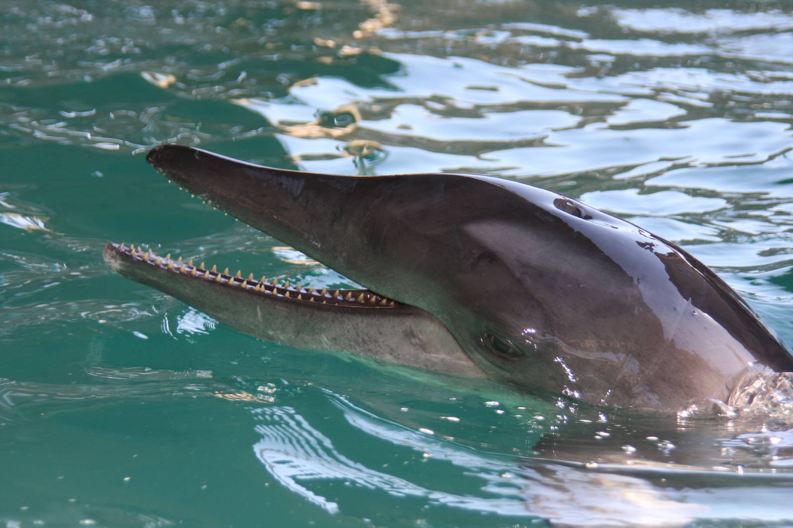 Gulf World Marine Park of Panama City Beach, Florida 2011