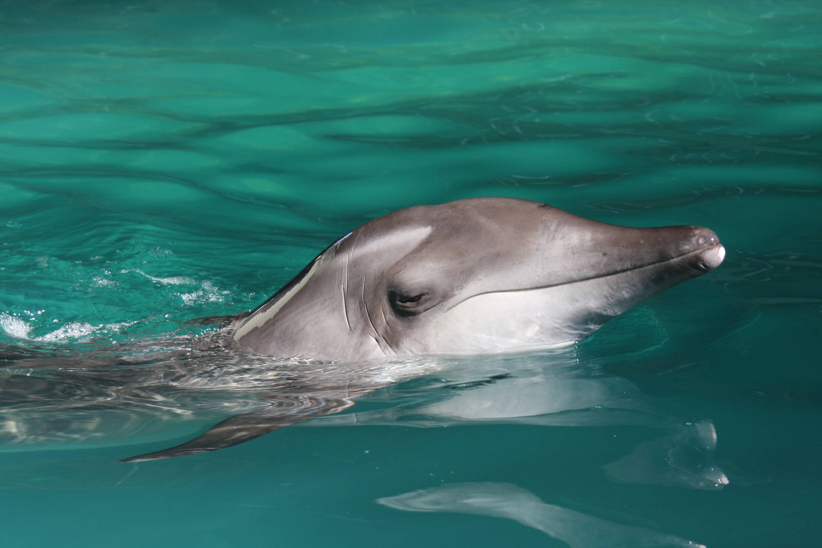 Gulf World Marine Park of Panama City Beach, Florida 2011
