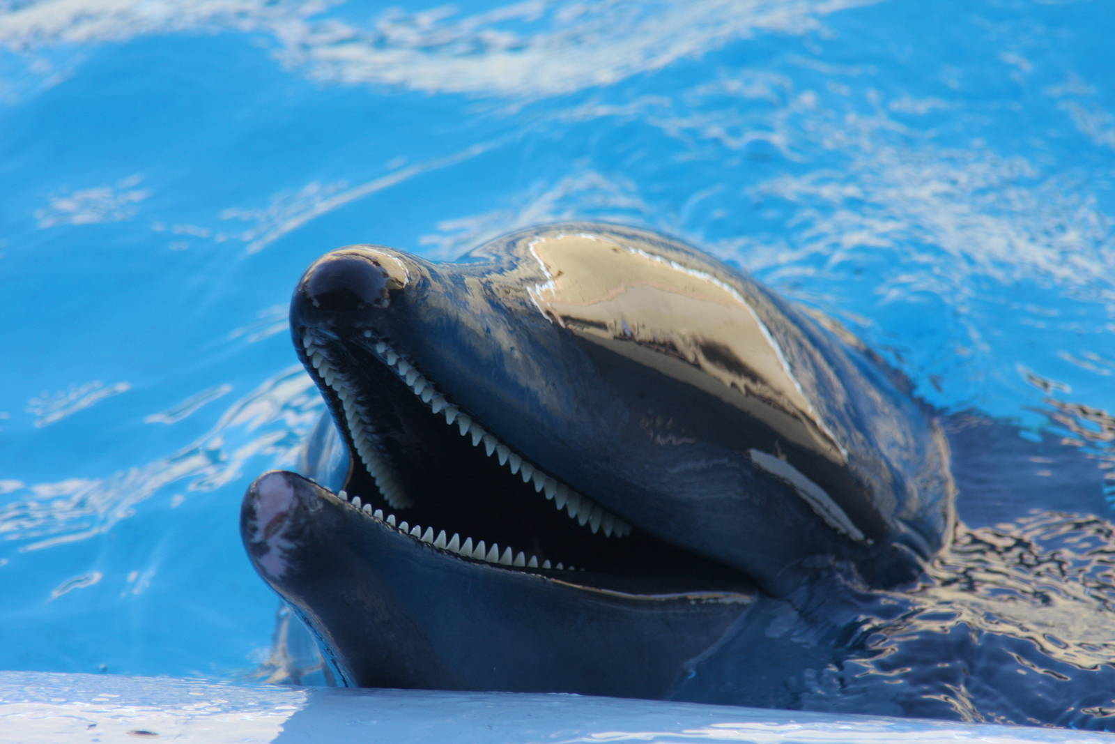 Gulf World Marine Park of Panama City Beach, Florida 2011