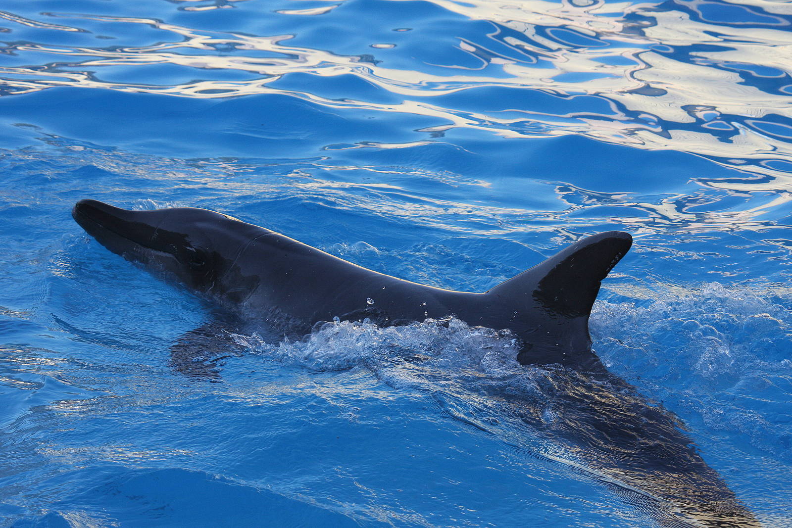 Gulf World Marine Park of Panama City Beach, Florida 2011