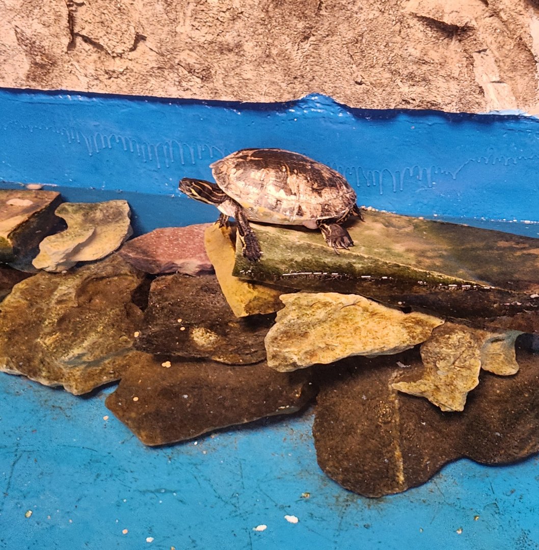 Gulf World - Pseudomys concinna