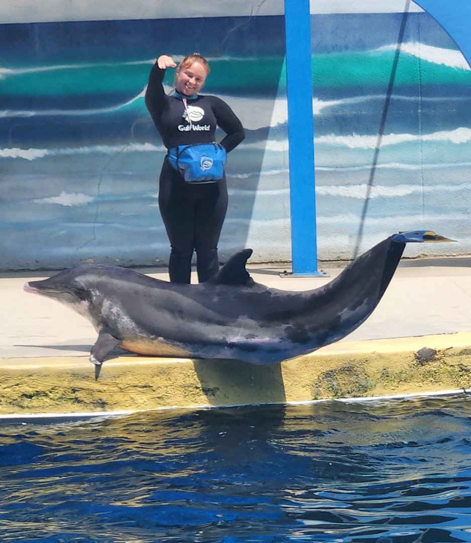 Gulf World - Rough-toothed Dolphin greeting