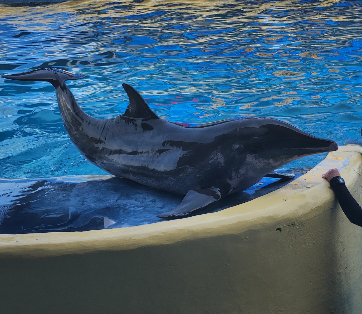 Gulf World - Rough-toothed Dolphin