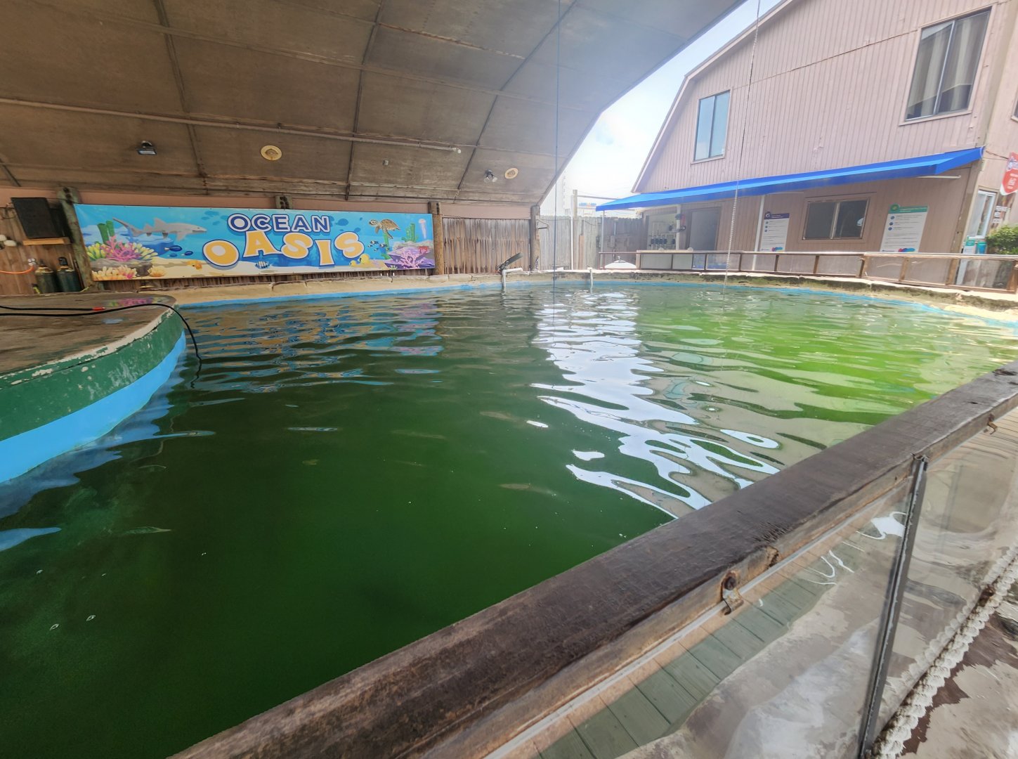 Gulf World - Sea turtle & shark tank