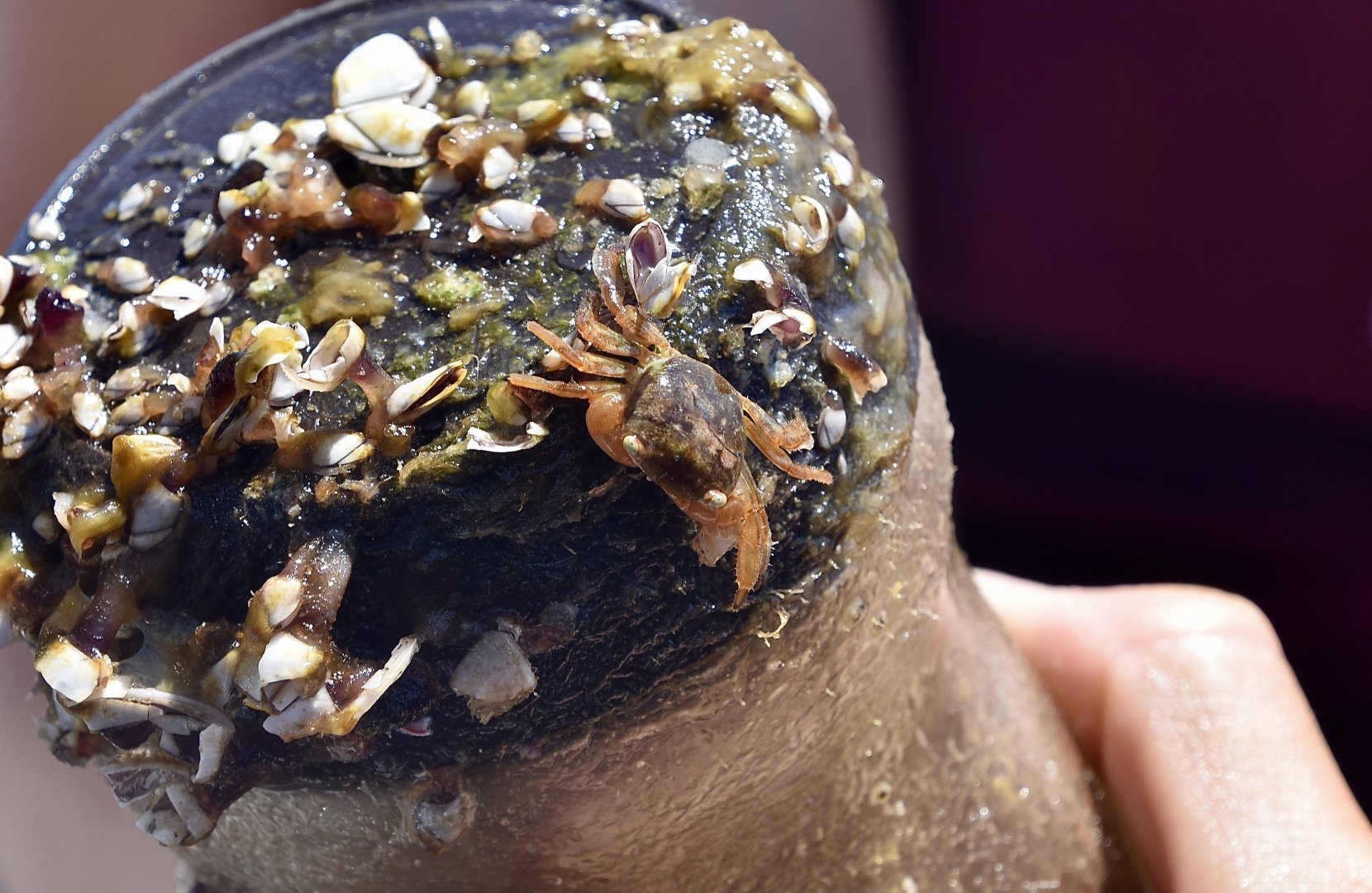 Gulfweed Crab (Planes minutus) on marine debris