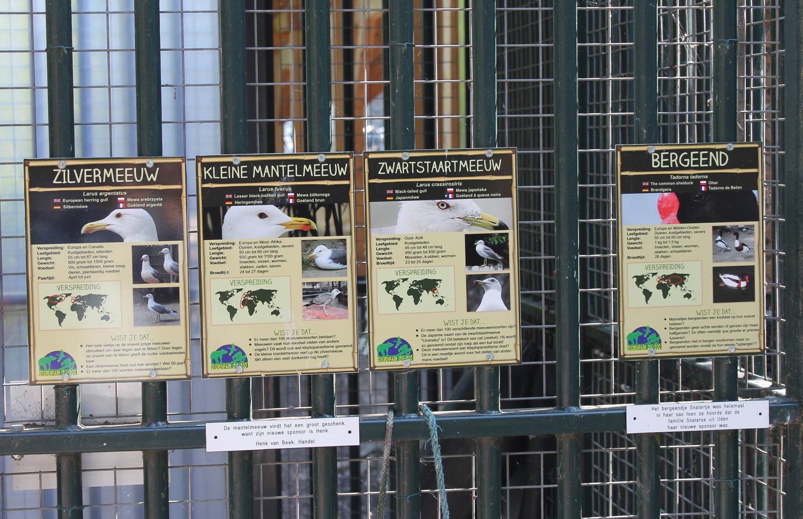 Gull ans Shellduck signs