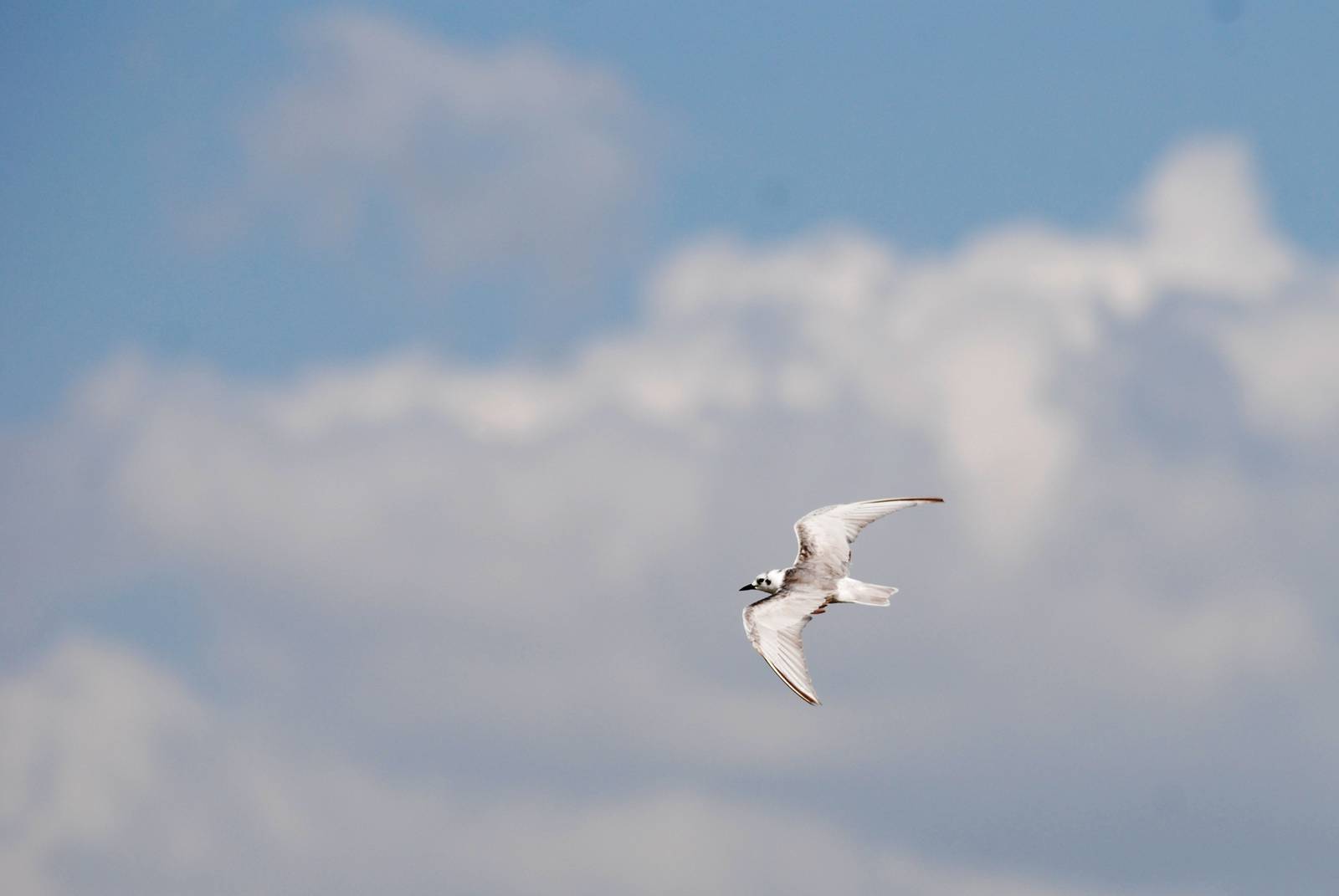 Gull-billed Tern at Ziway, 13/10/14
