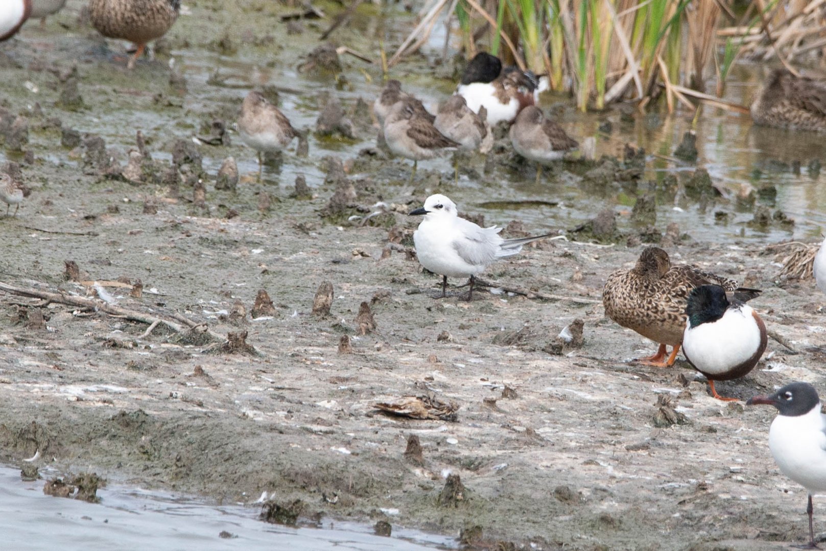 Gull-billed Tern- Gelochelidon nilotica