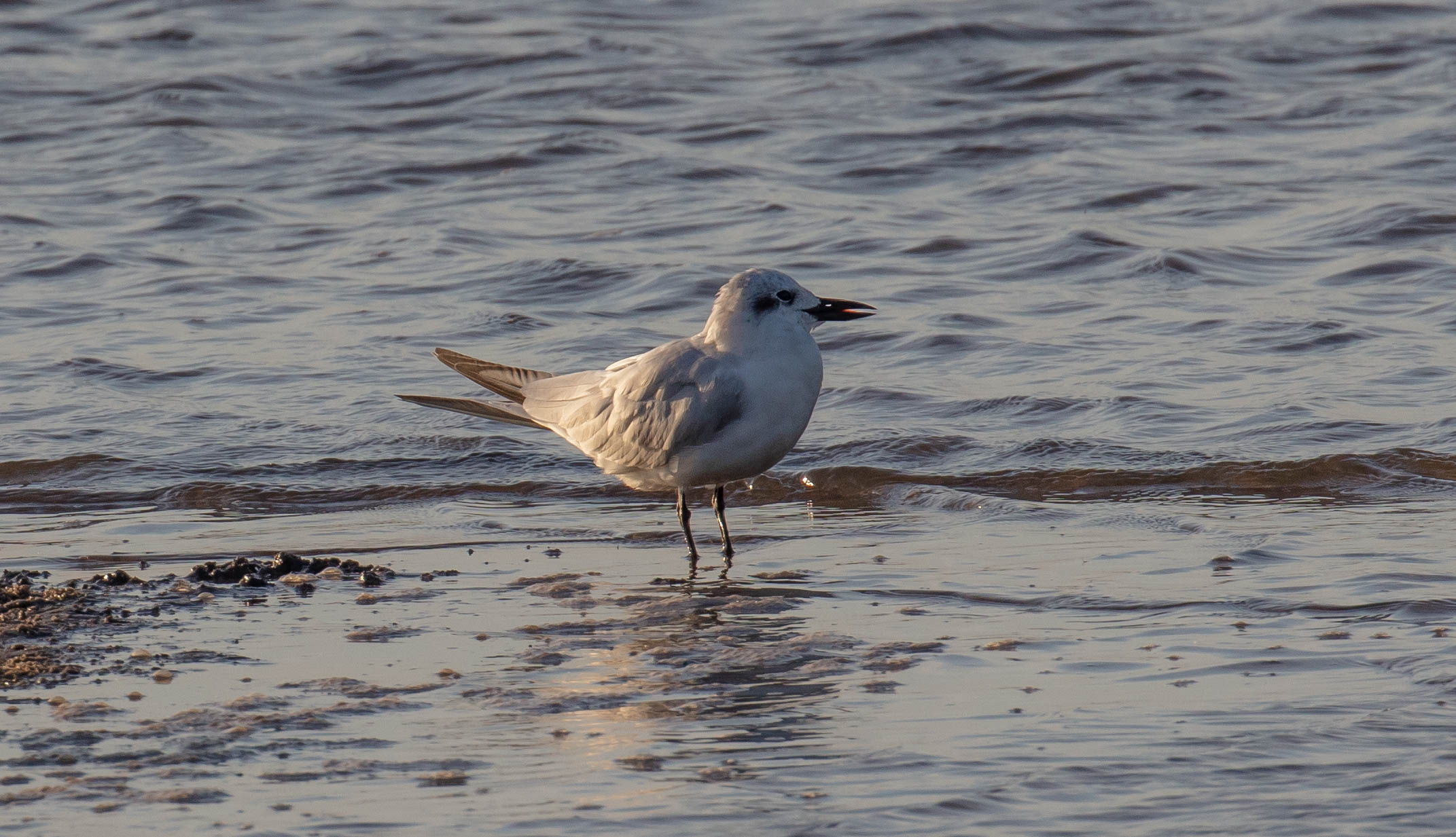 Gull-billed Tern juvenile