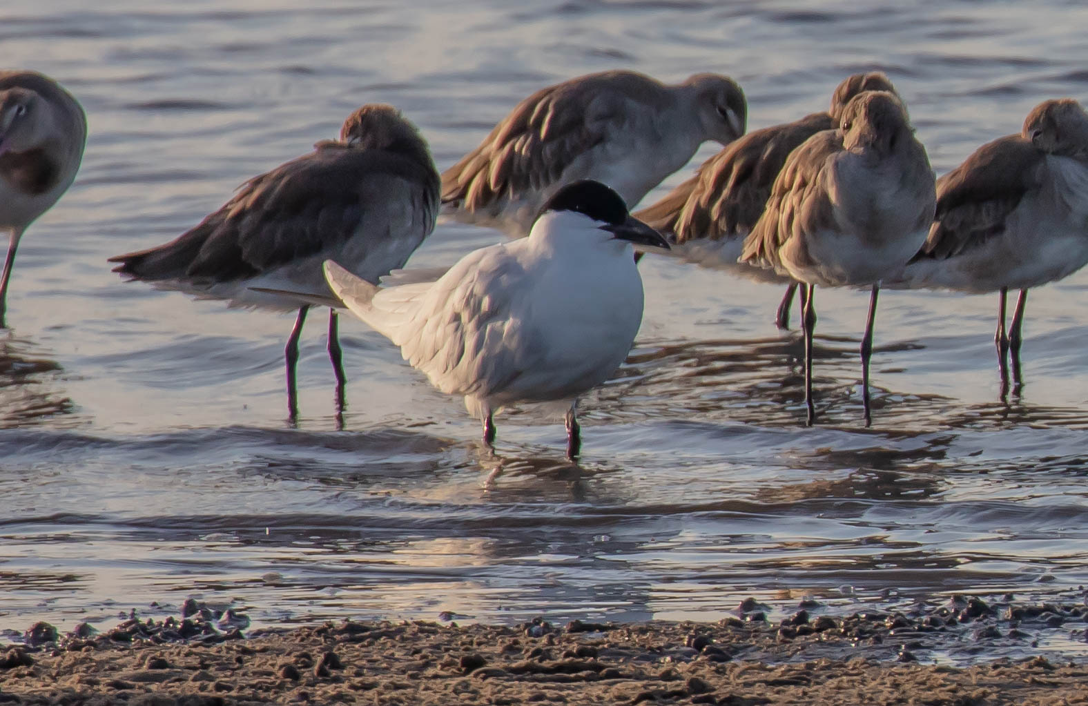 Gull-billed Tern