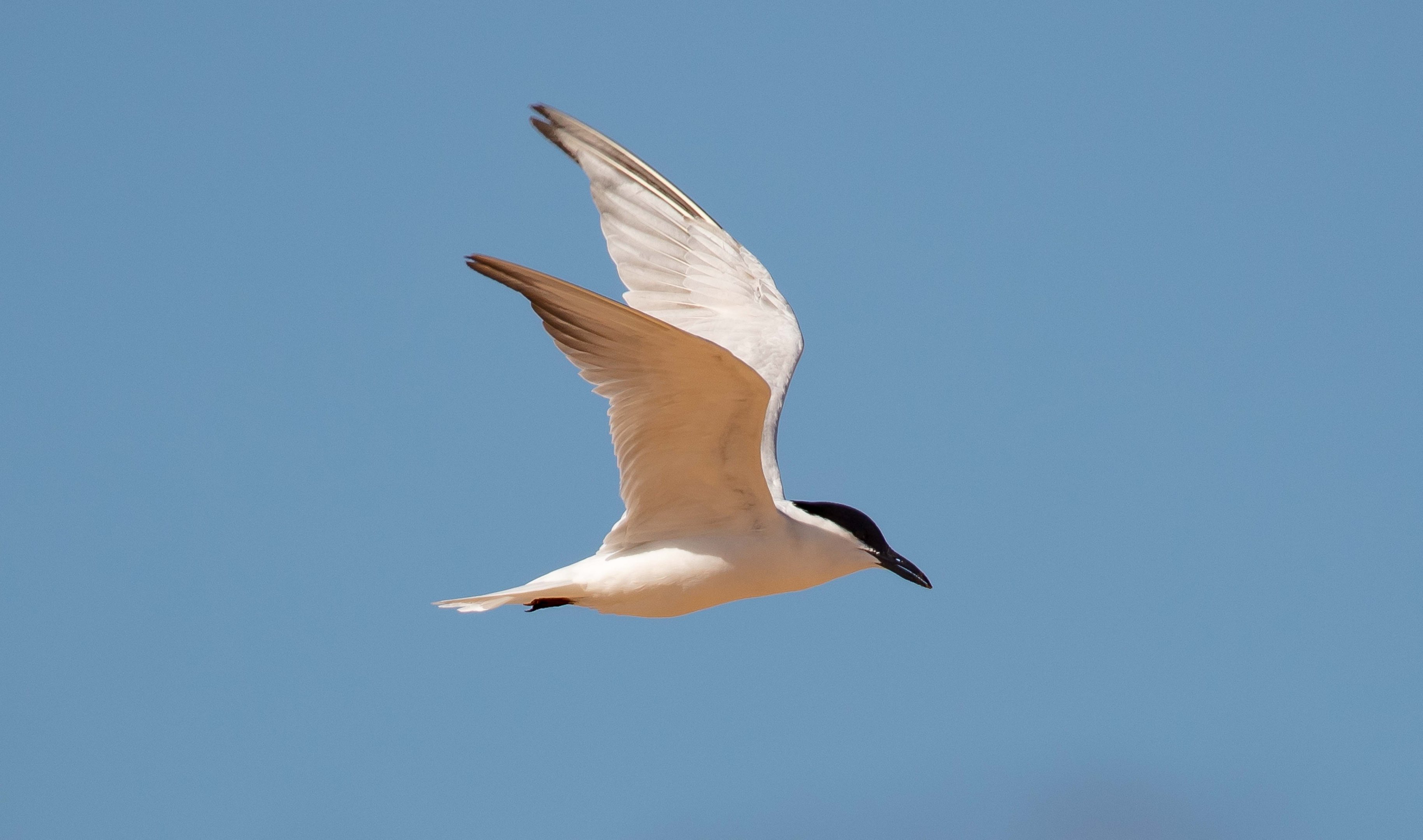 Gull-billed Tern