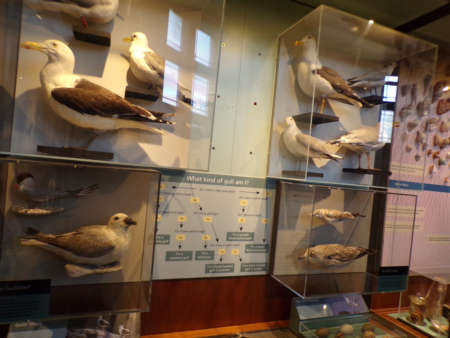 Gull display Taken in Kelvingrove museum) 12.2.24