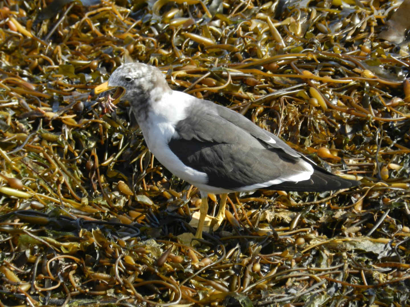 Gull feeding on crab - Paracas national reserve