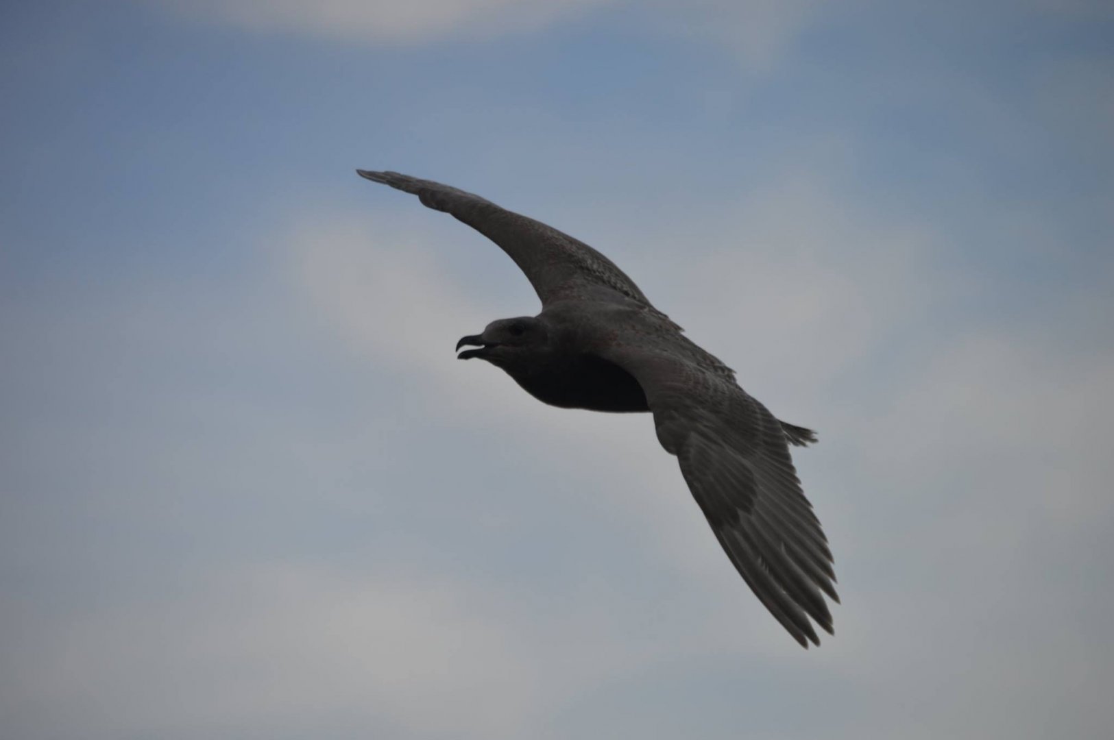 Gull ID 2 (immature Larus smithsonianus?)