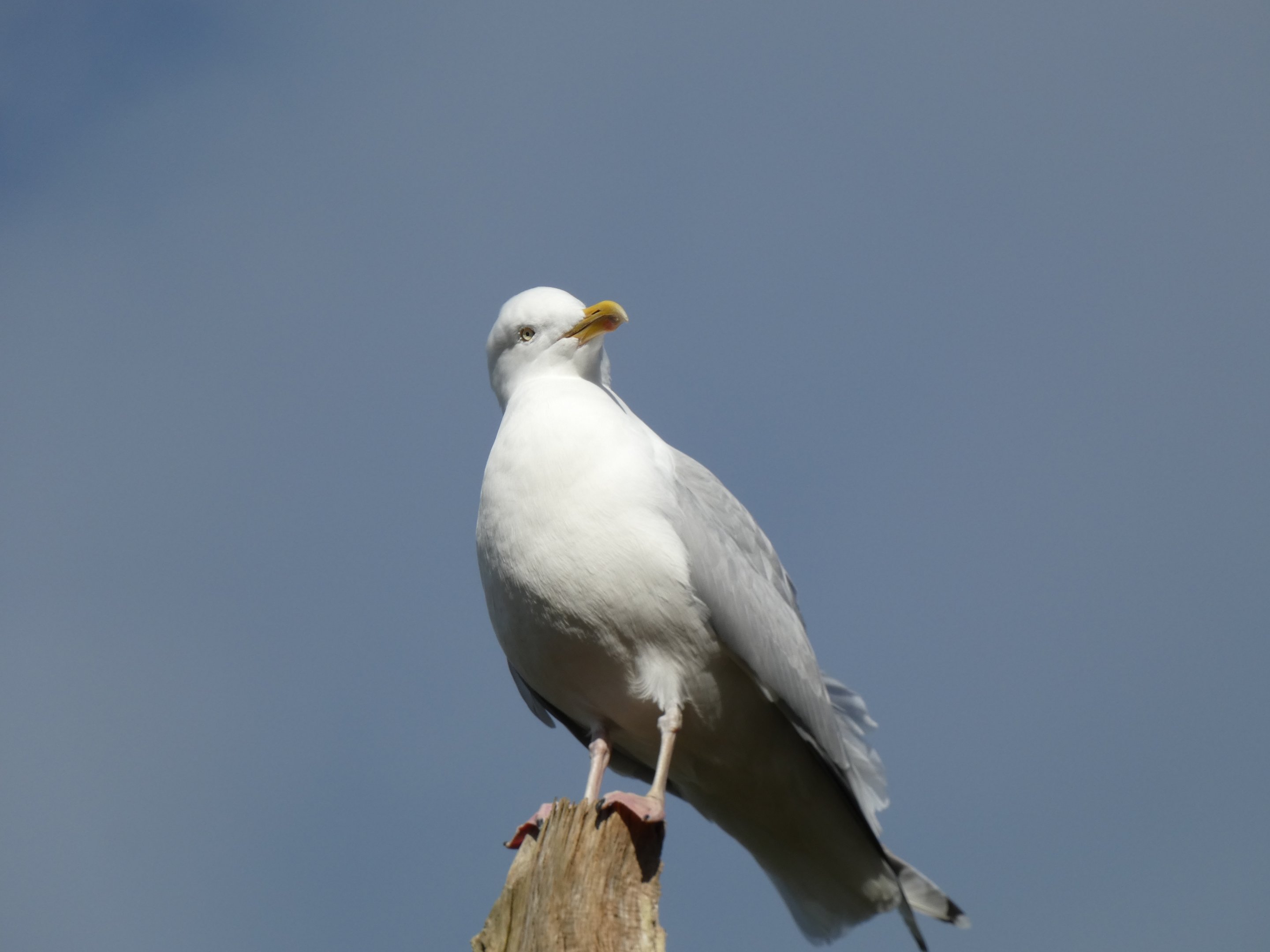Gull ID? - Jersey Zoo