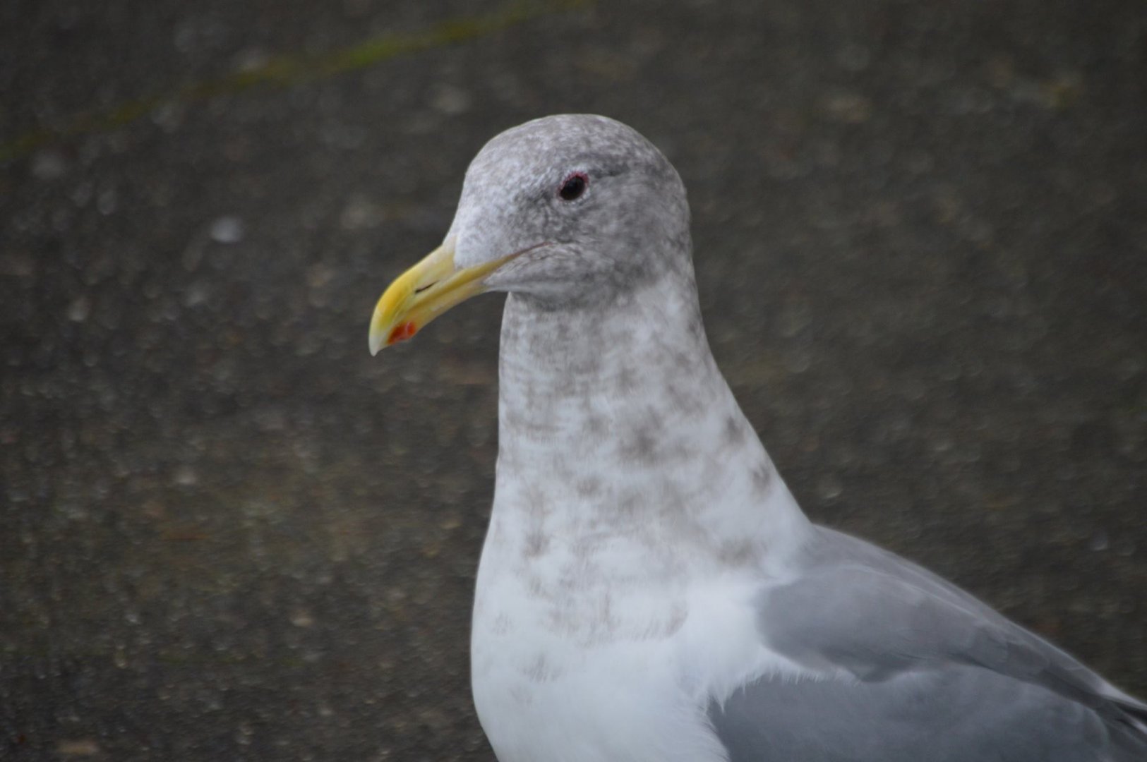 Gull ID (non-breeding Larus smithsonianus?)