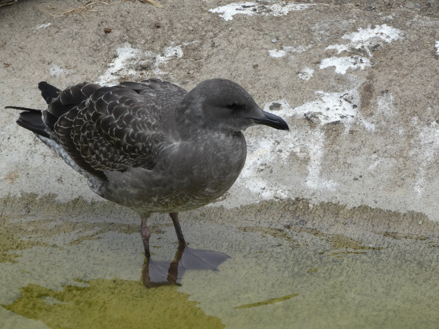 Gull ID? - San Francisco