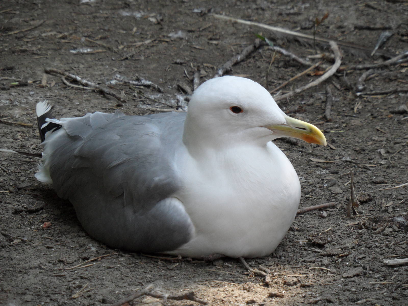Gull ID?