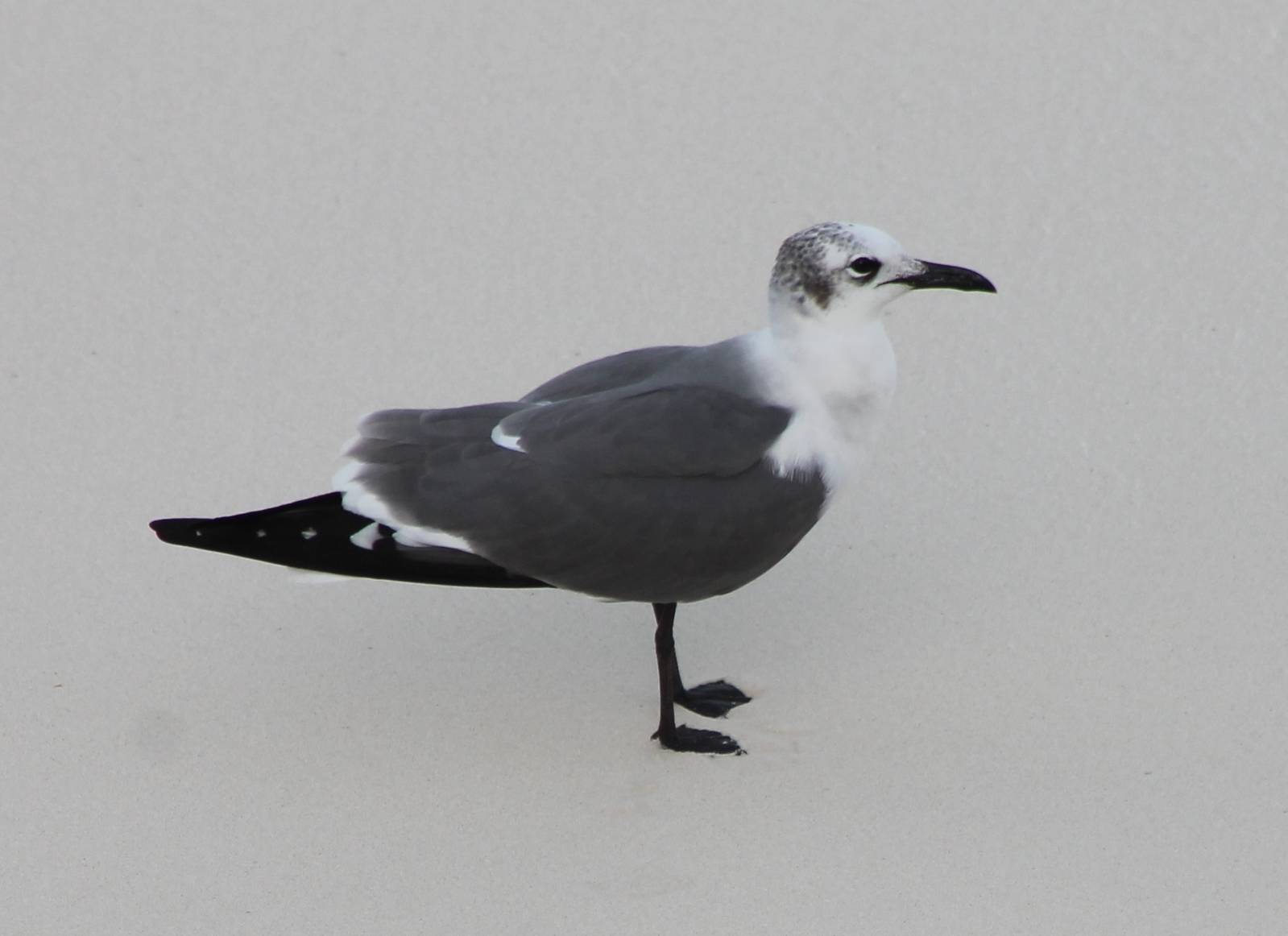 Gull ID
