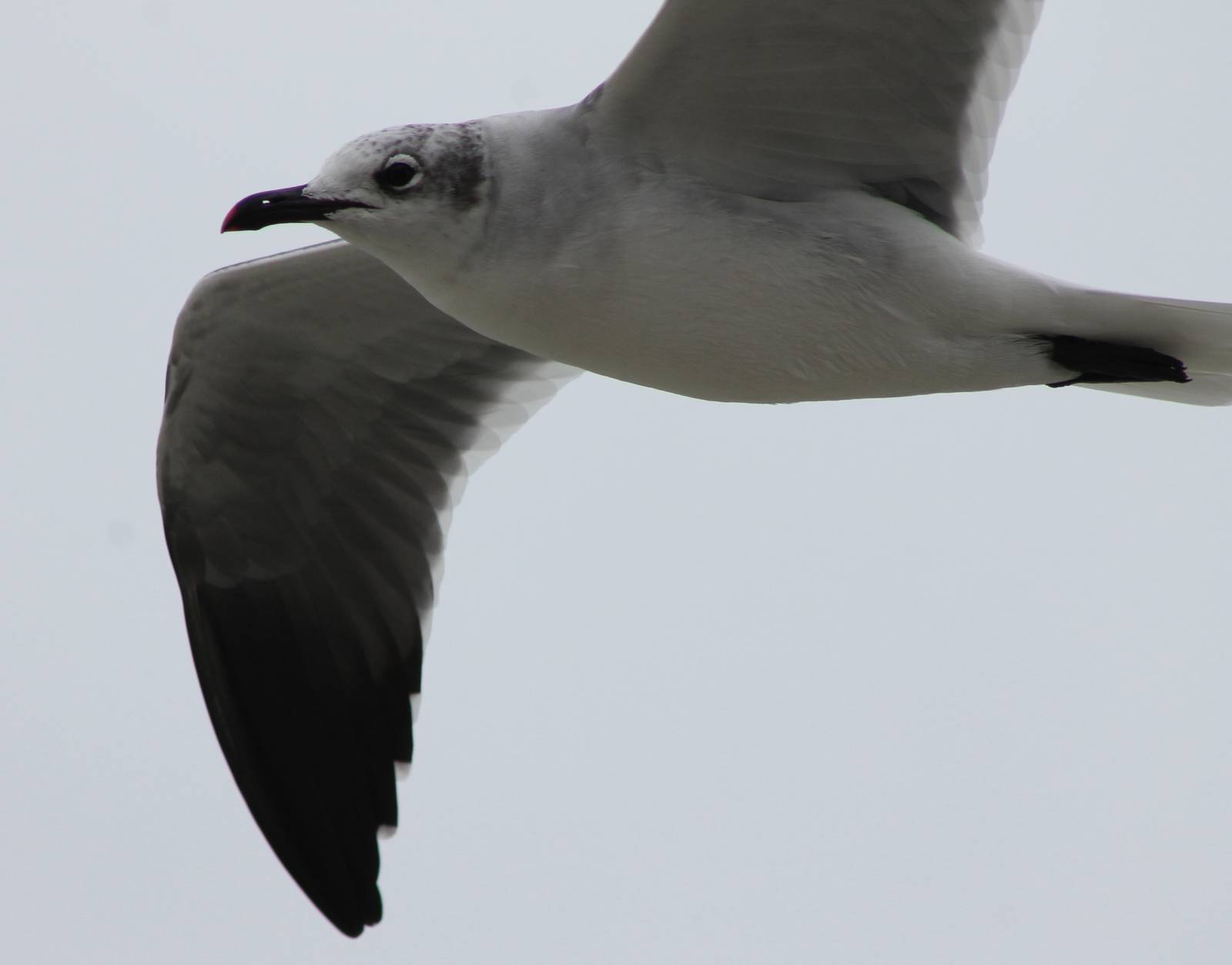 Gull ID