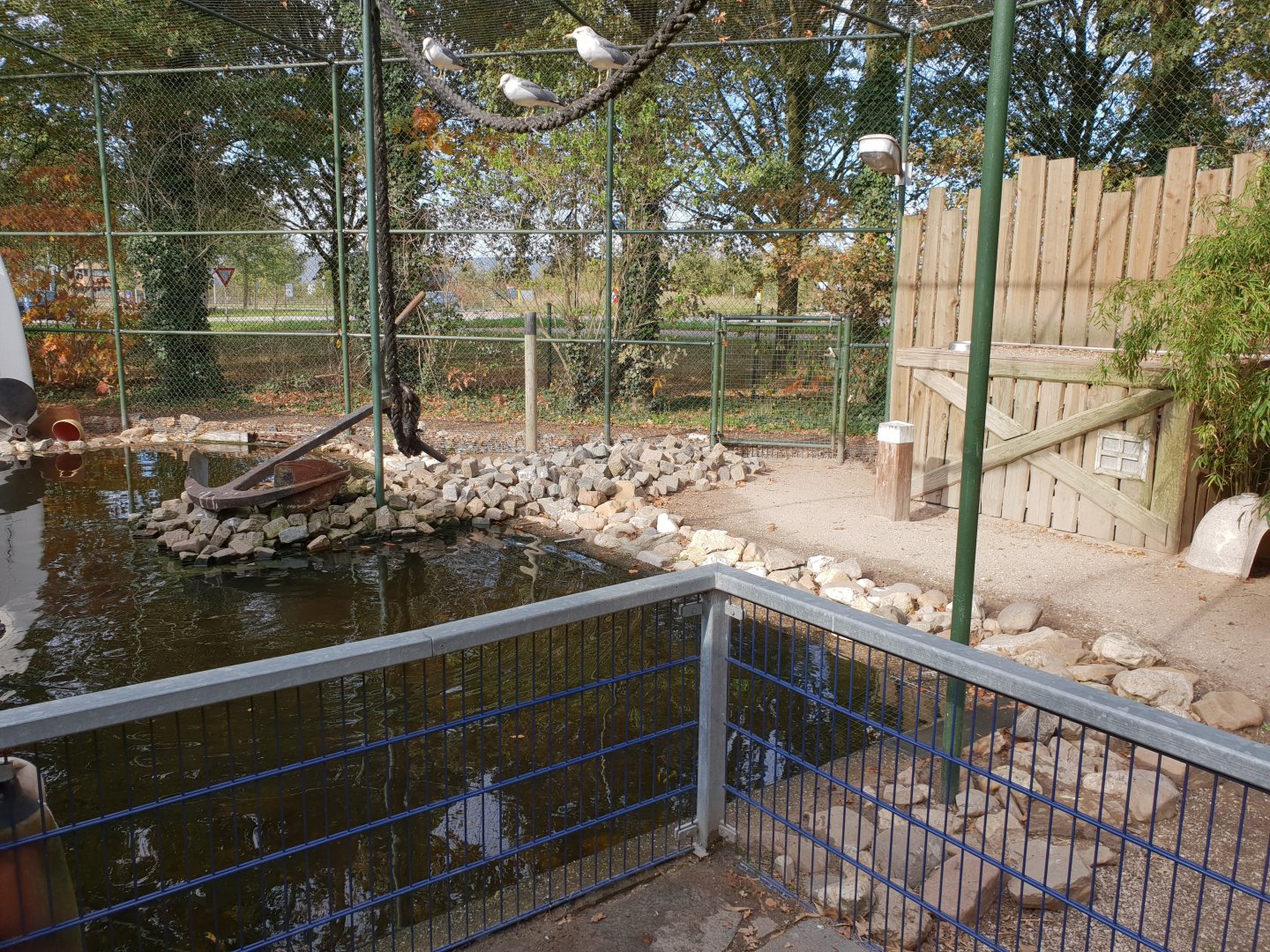 Gull - Penguin enclosure