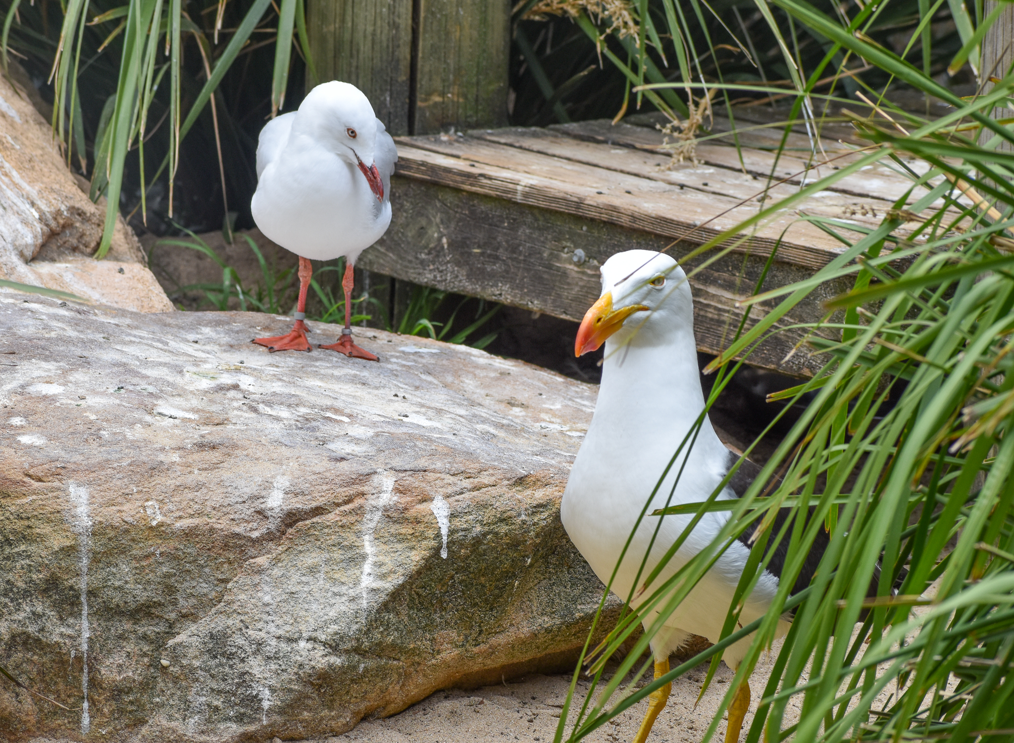 Gull Size Comparison: Silver and Pacific Gull