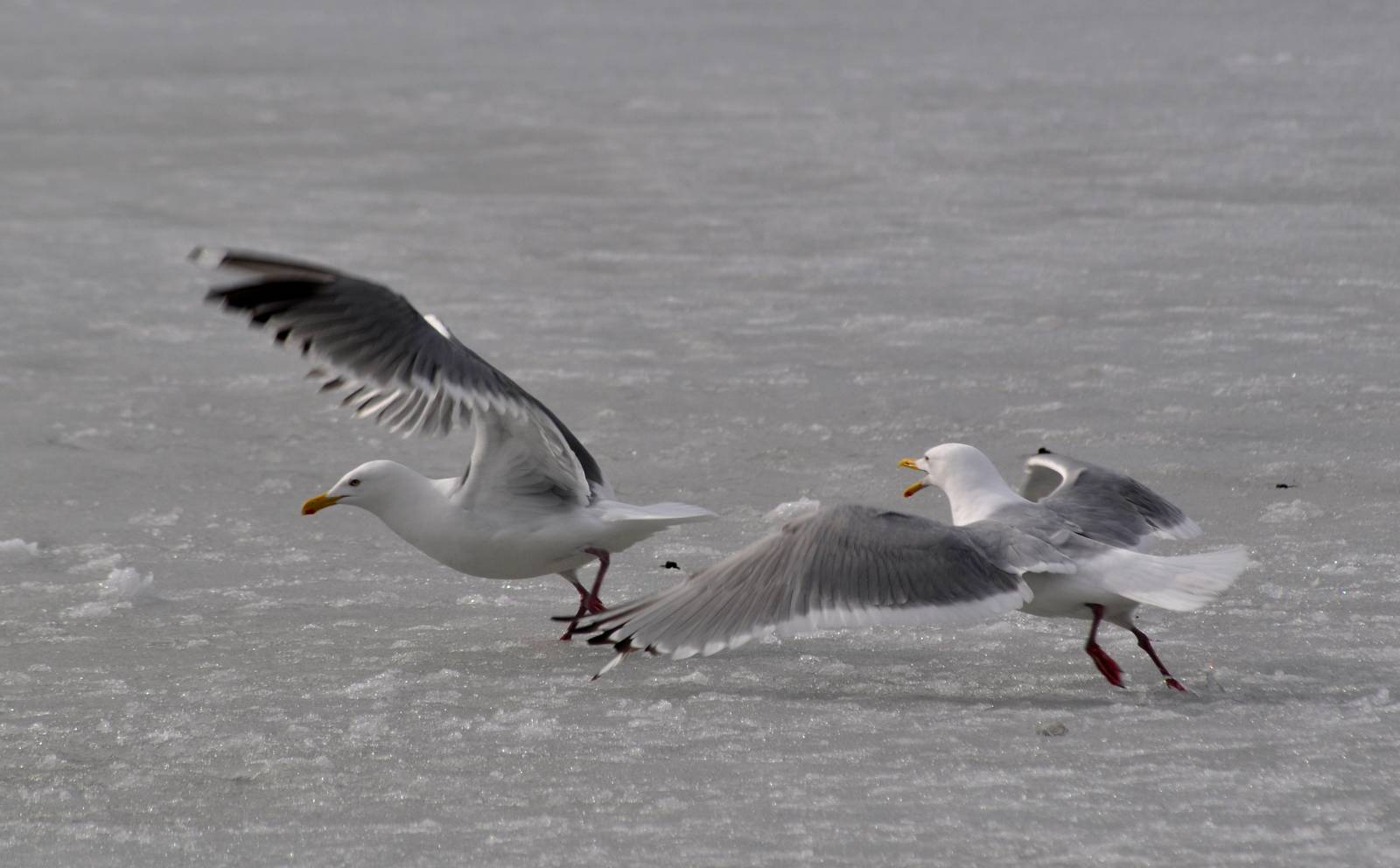 Gulls - Alaska