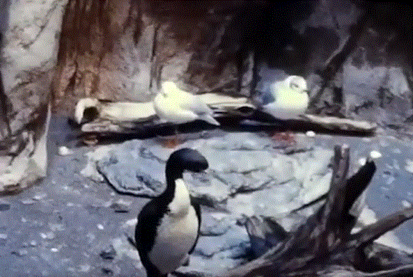 Gulls and Cormorants 1977