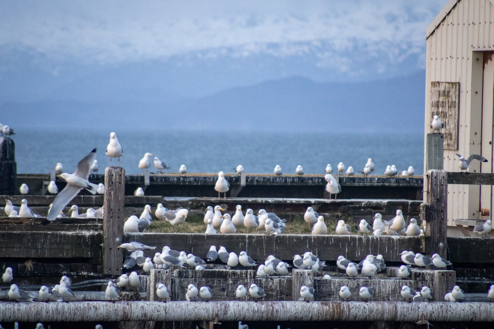 Gulls and Kittiwakes Roosting at Land's End.  Homer Alaska.