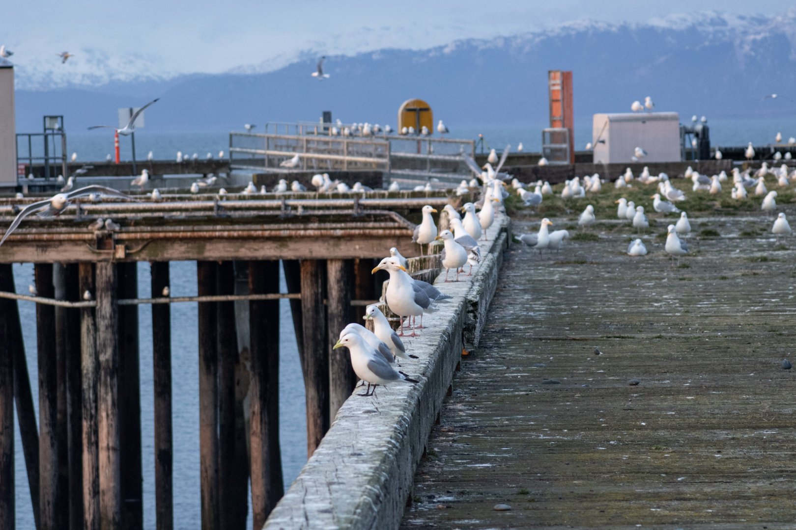Gulls and Kittiwakes Roosting on the Coast Guard Pier at Land's End.  The Homer Spit.  Homer, Alaska.