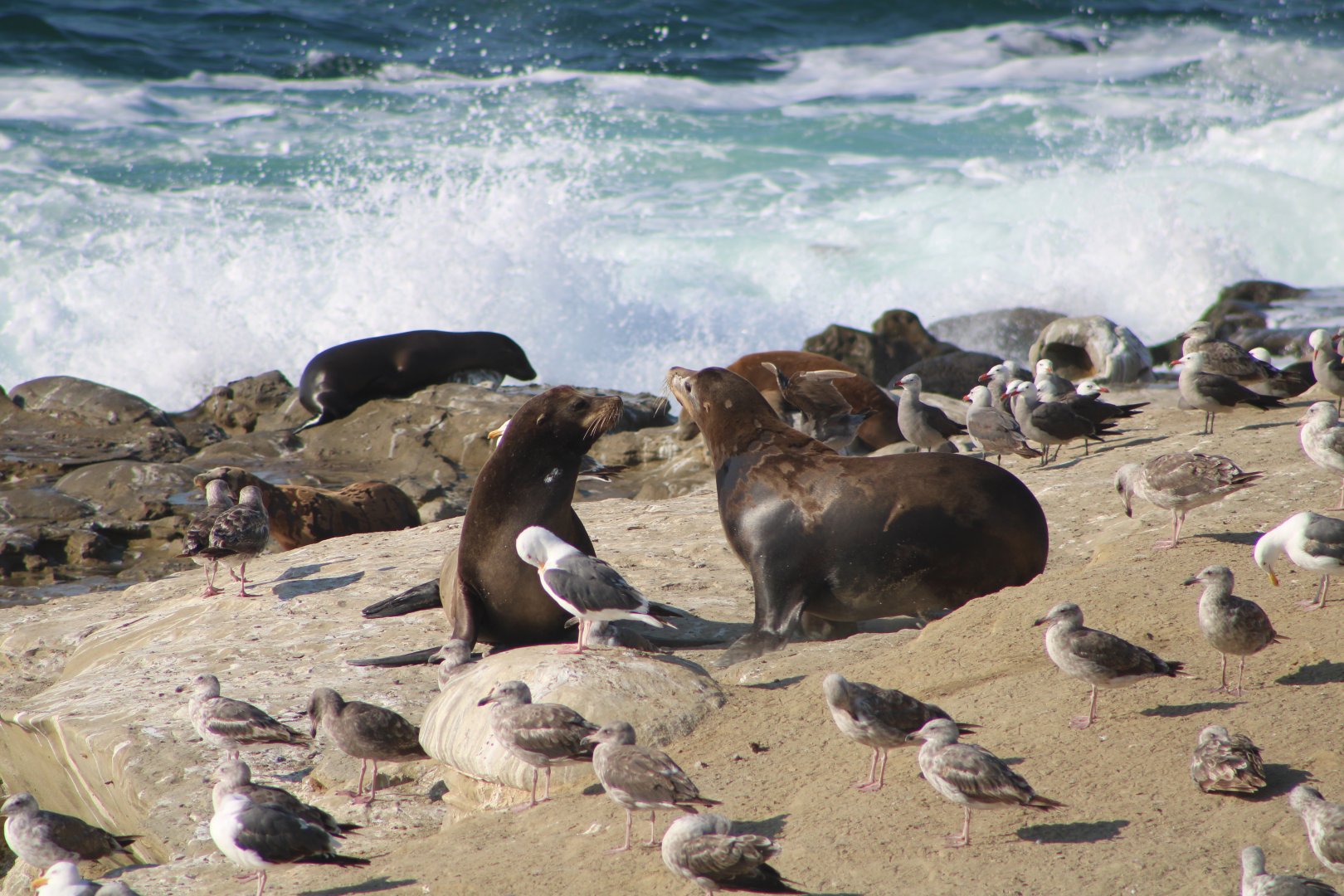Gulls and Sea Lions