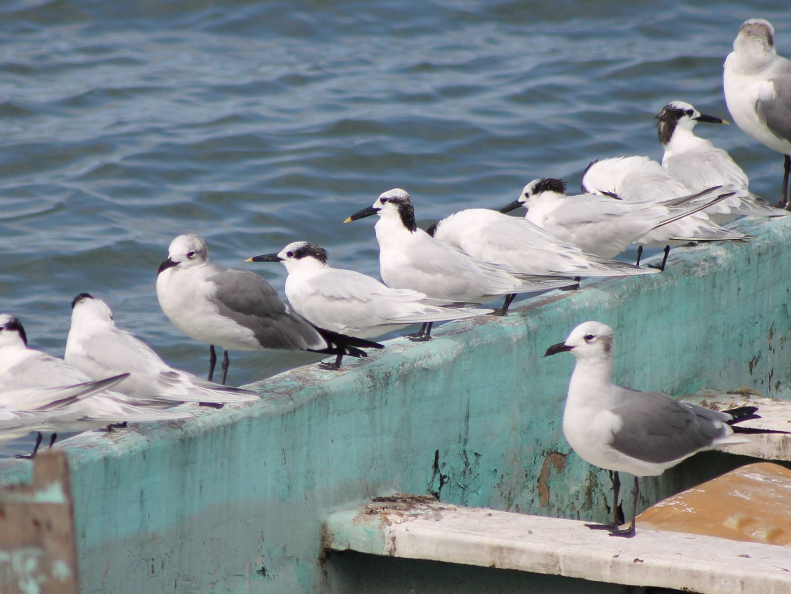 Gulls and terns