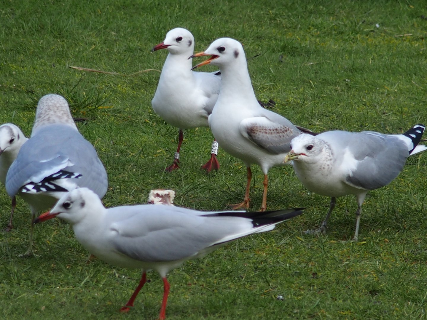 gulls with rings