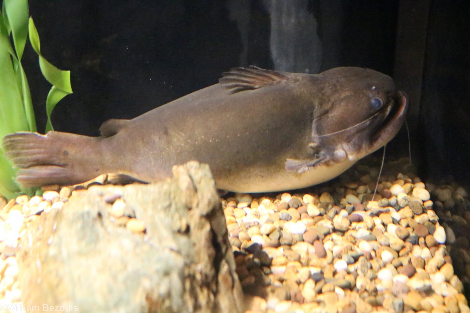Gulper Catfish