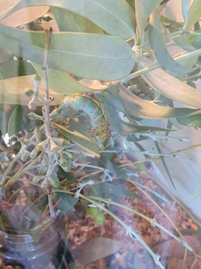 Gum Emperor Moth caterpillar