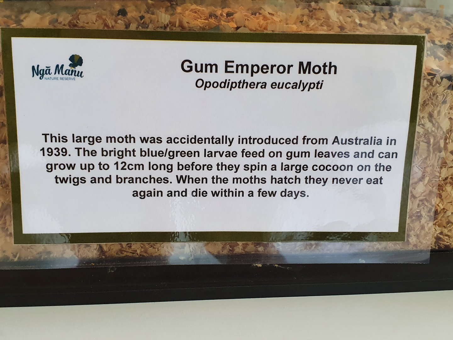 Gum Emperor Moth sign