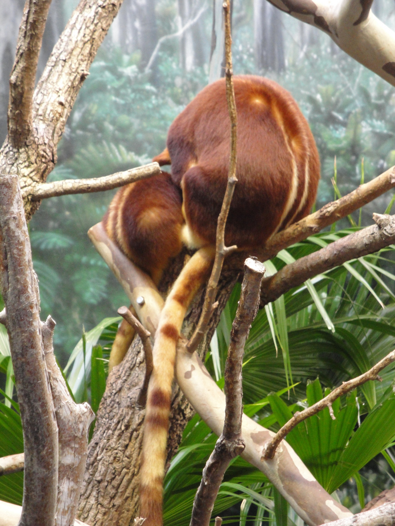 Gum Leaf Hideout - Goodfellow's Tree Kangaroo