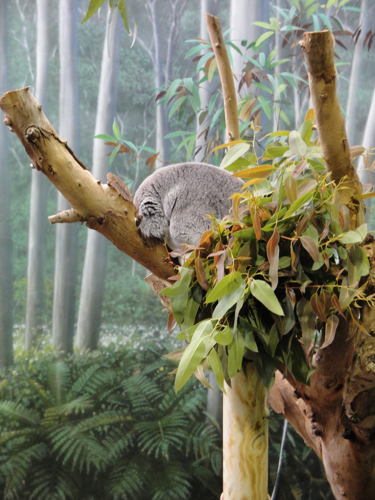 Gum Leaf Hideout - Koala