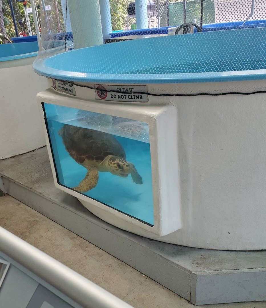 Gumbo Limbo NC (2022) - Sea Turtle rehab tank
