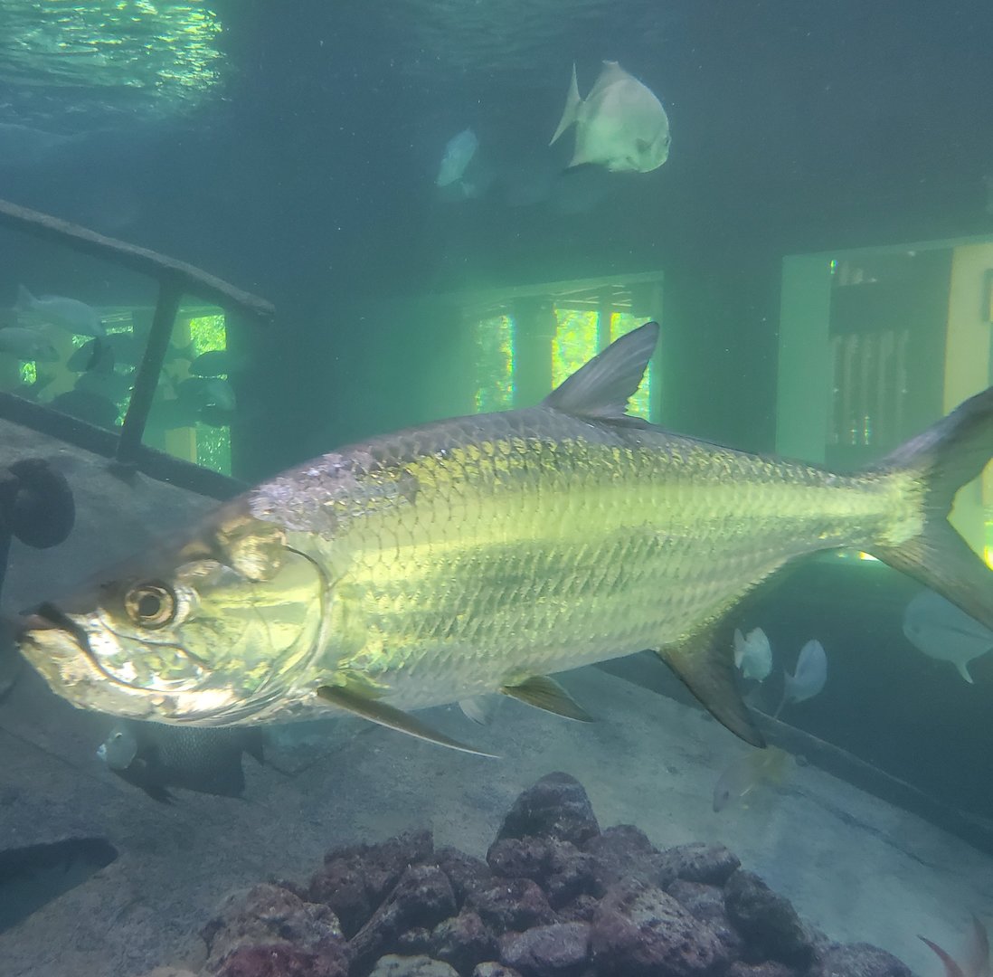Gumbo Limbo NC (2022) - Tarpon