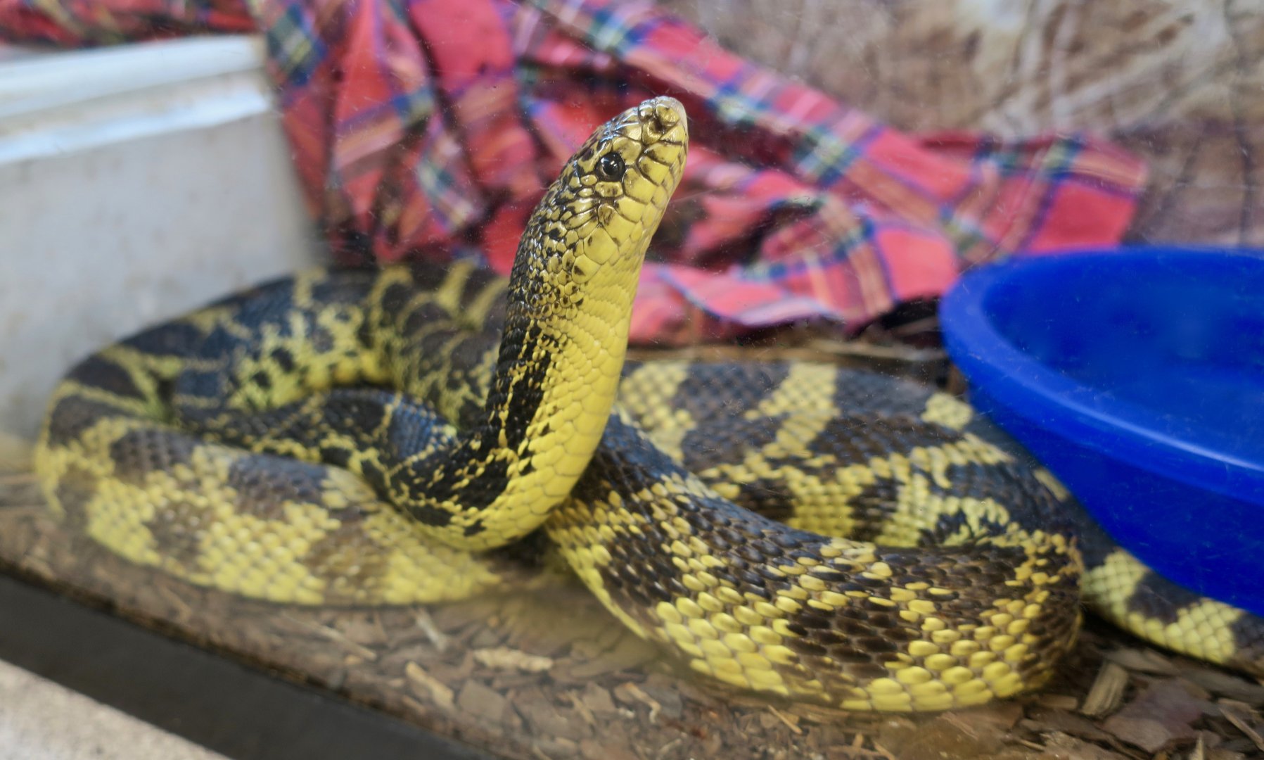 Gumbo the Louisiana Pine Snake (Pituophis ruthveni)