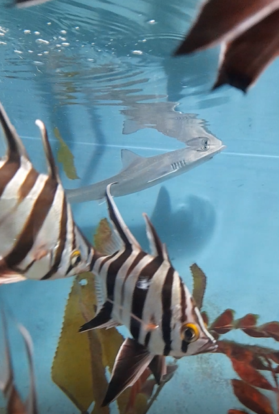 Gummy Shark and Old Wife