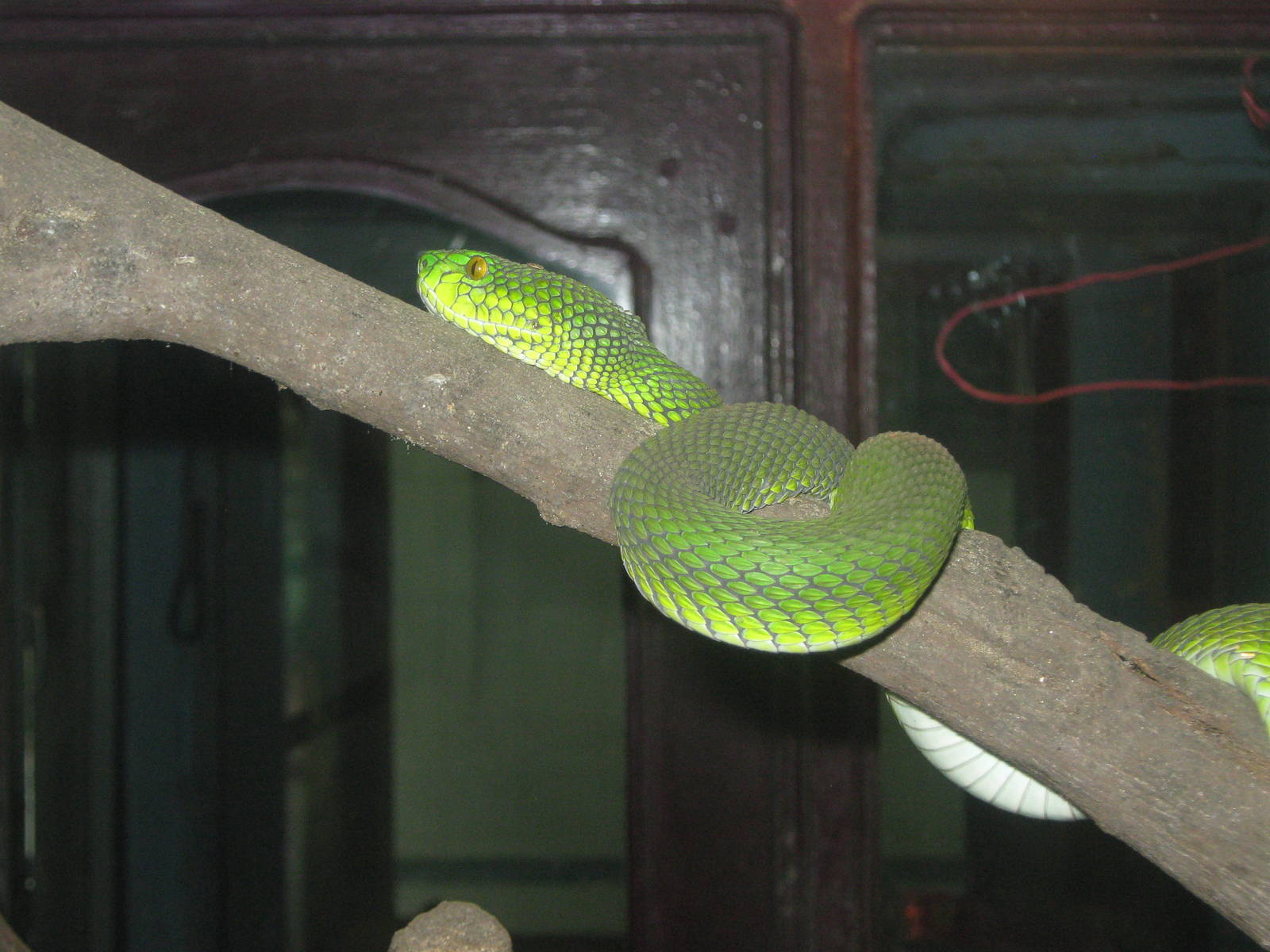 Gumprecht's green pit-viper (Trimeresurus gumprechti) (probably)