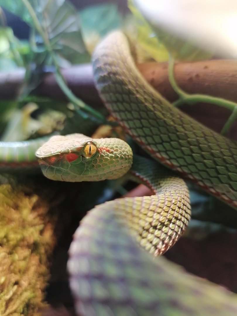 Gumprecht's green pit-viper (Trimeresurus gumprechti)
