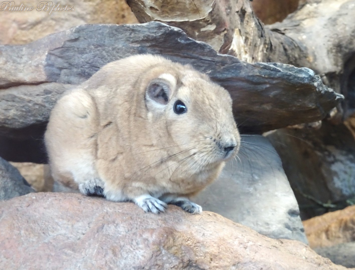 Gundi 16 November 2025