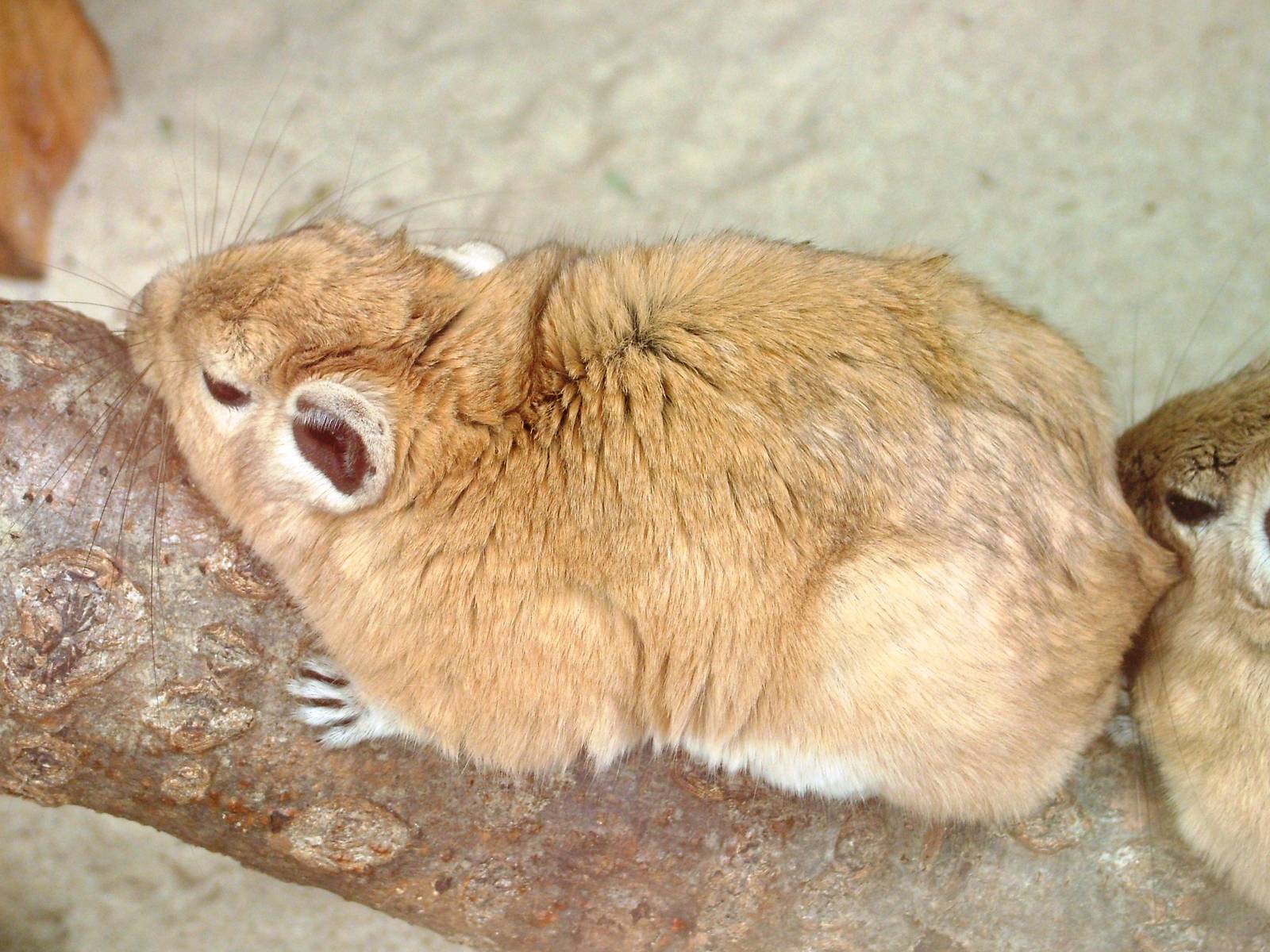 Gundi at Apenheul, 30/05/12